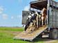 Cattle Trailers